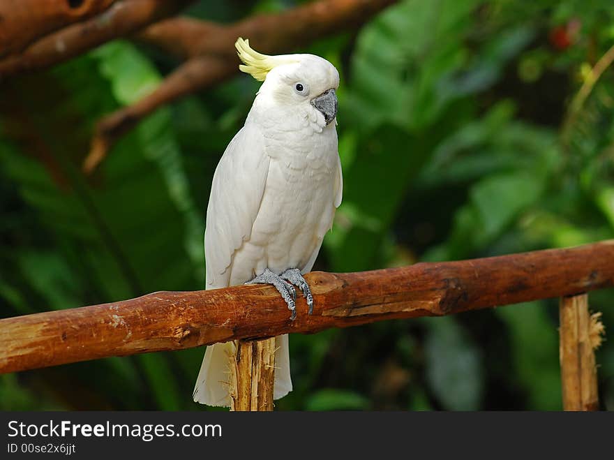 Colorful parrot in the garden