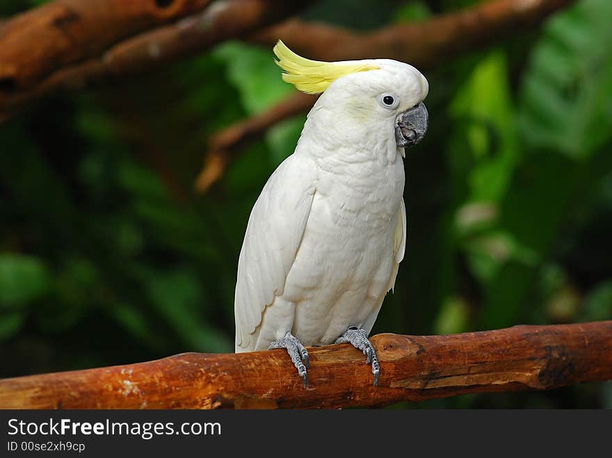 Colorful parrot in the garden