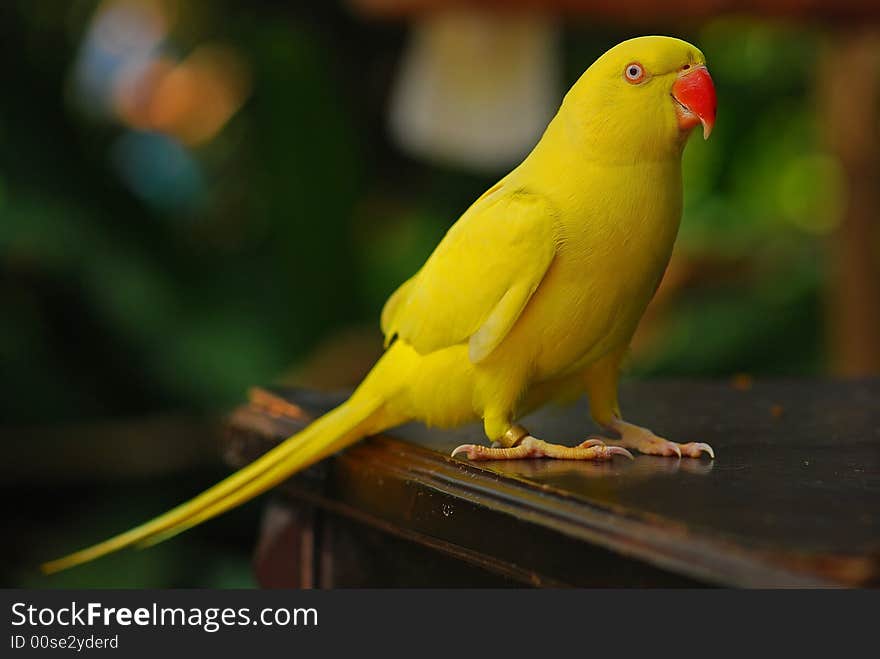 Colorful parrot in the gardens