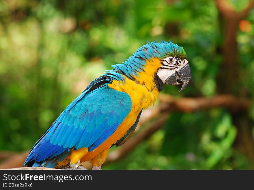 Colorful parrot in the garden