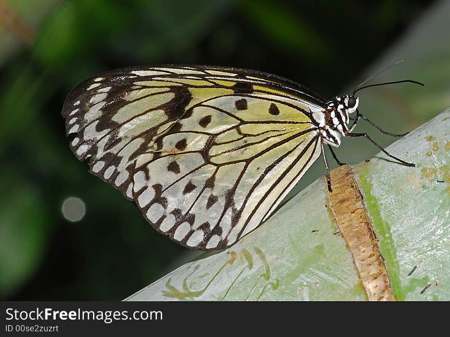 Mangrove Tree Nymph Butterfly In The Garden