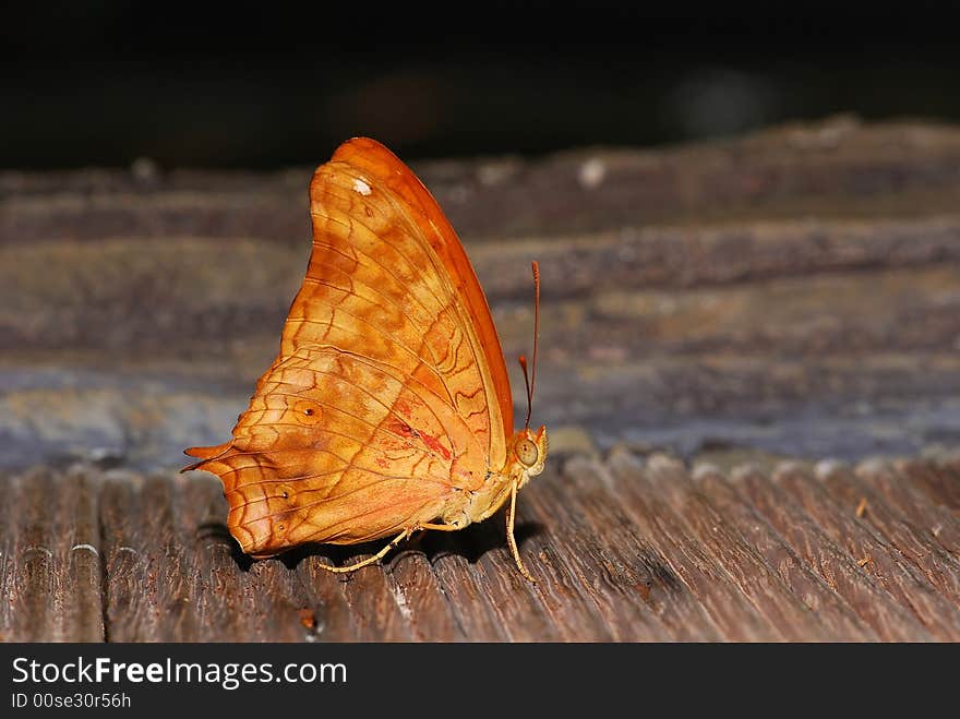 Colorful Butterfly In The Park