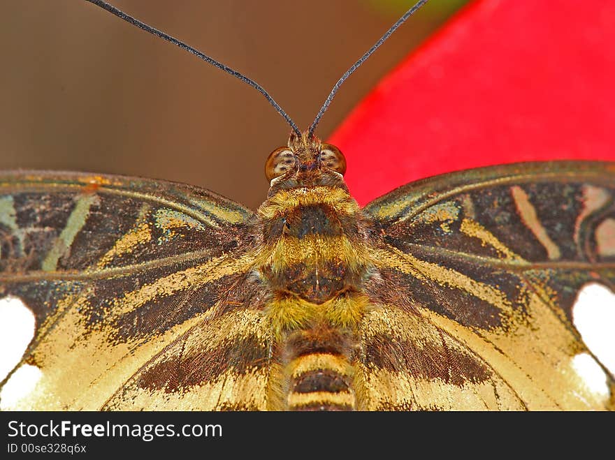 Butterfly head and eyes in the parks