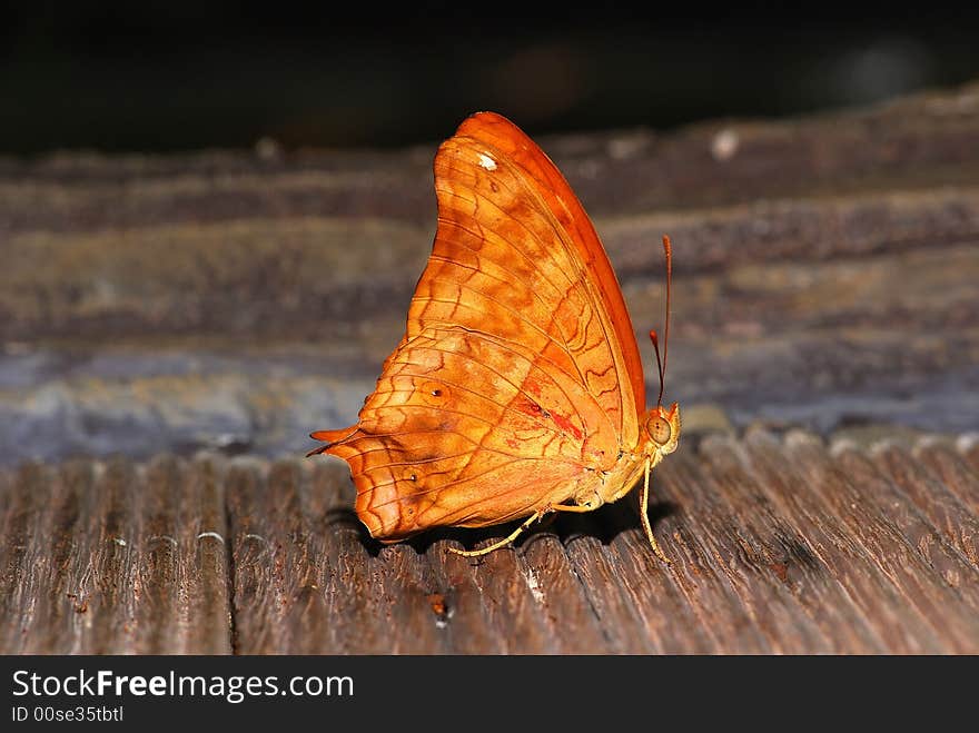 Colorful Butterfly