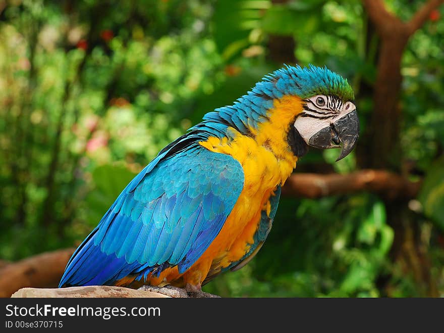 Colorful Parrot