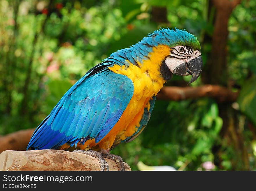 Colorful Parrot