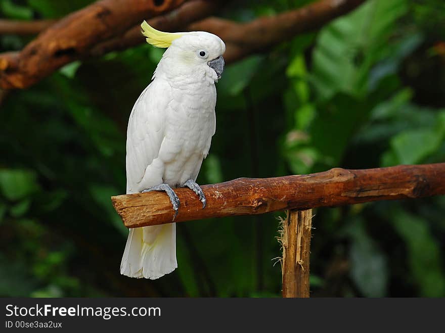 Colorful parrot