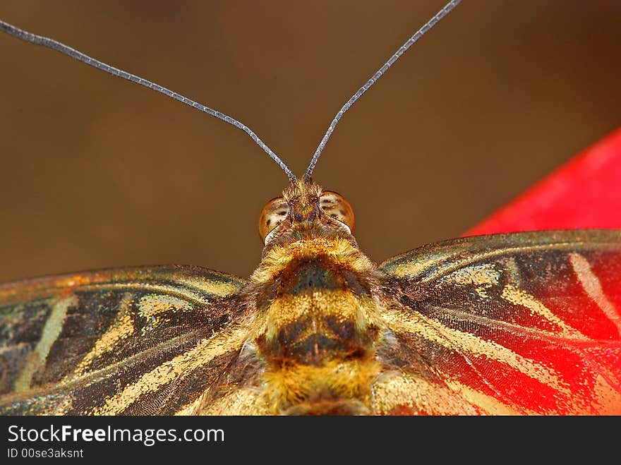 Butterfly head and eyes in the parks