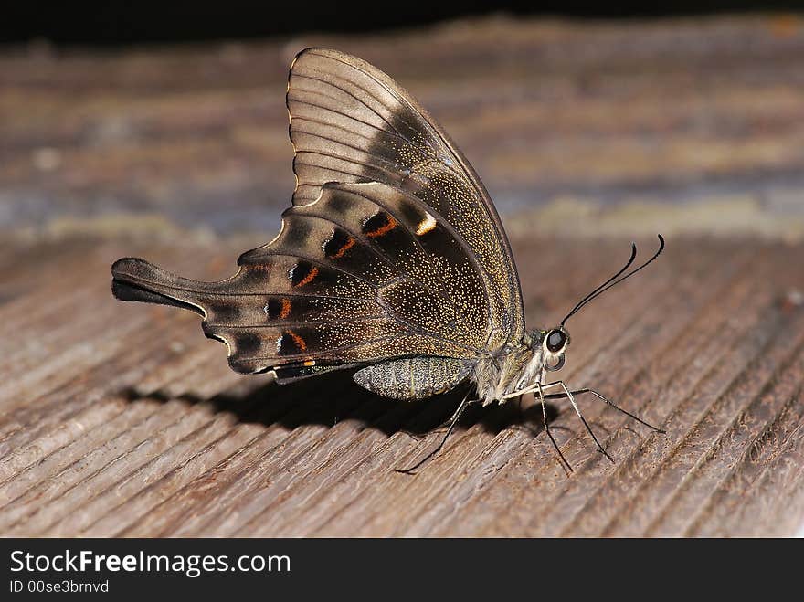 Brown butterfly