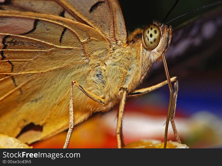 Butterfly head and eyes in the parks