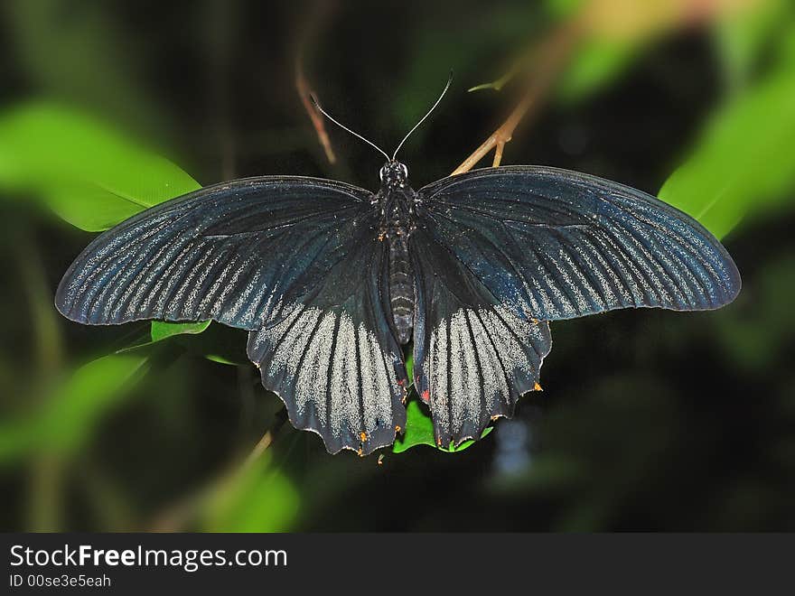 Black butterfly in the parks