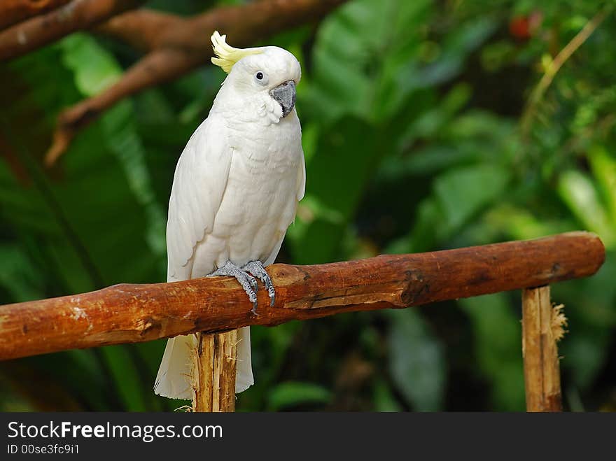 Colorful Parrot