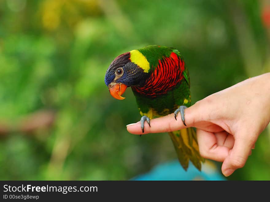 Colorful Parrot