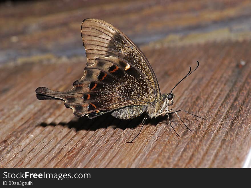 Brown butterfly