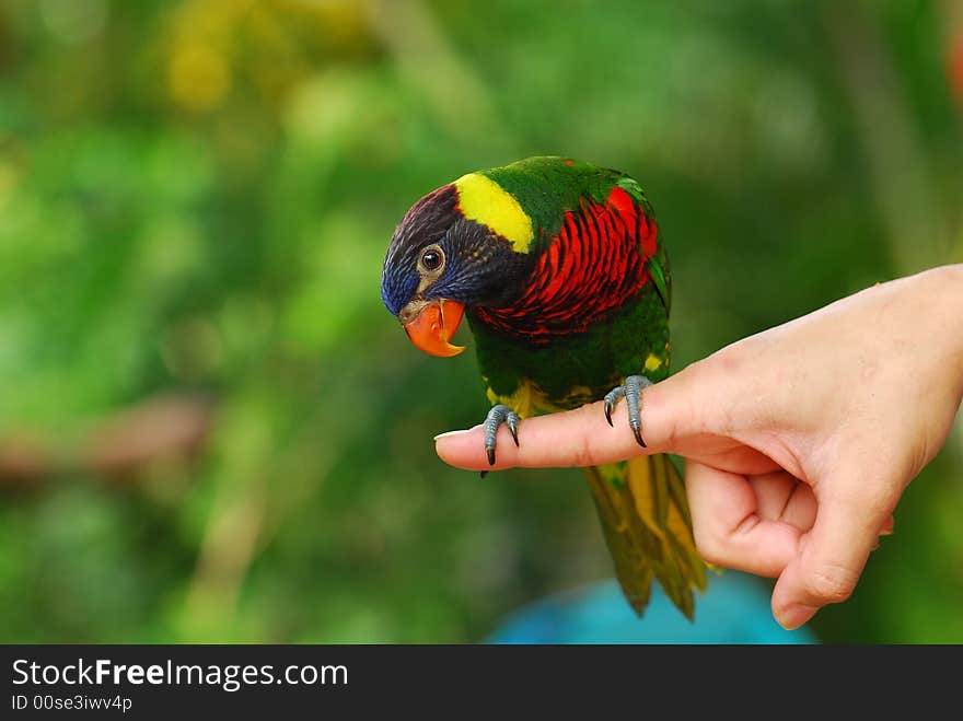 Colorful Parrot