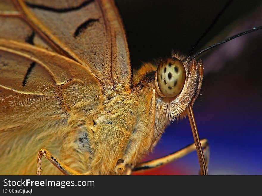 Butterfly head and eyes in the parks