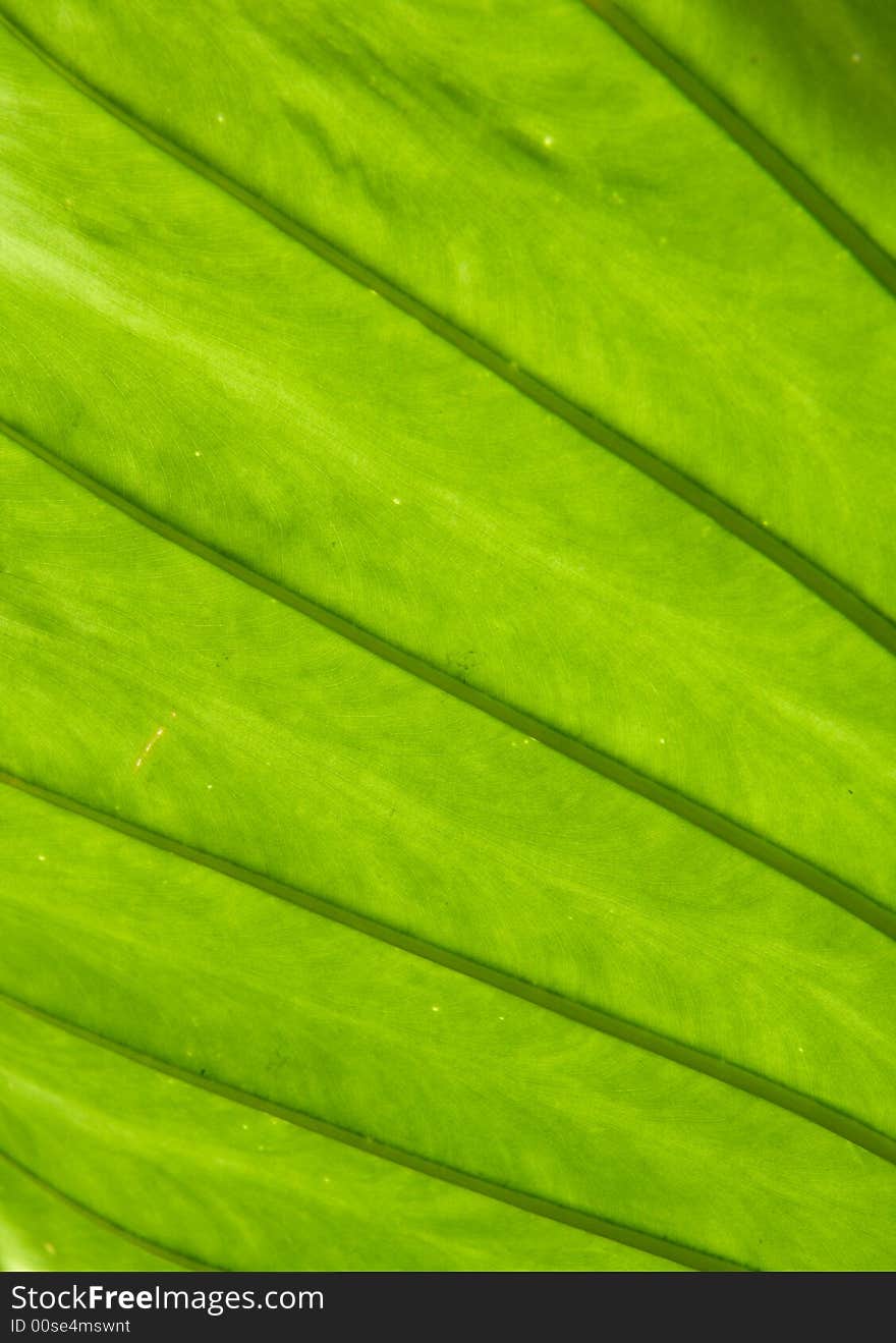 Green Leaf Structure Abstract