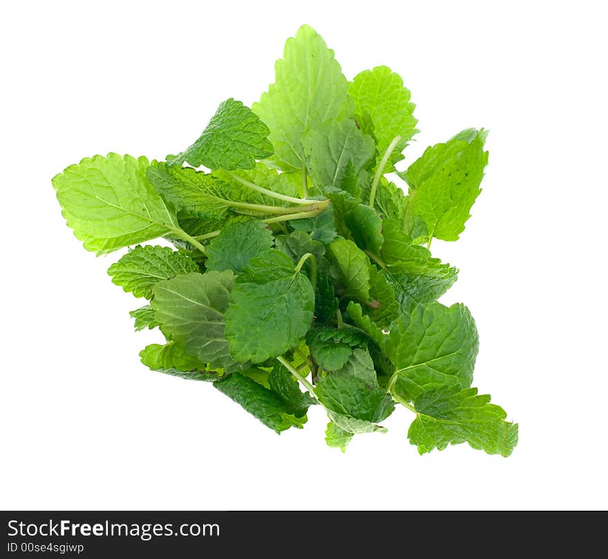 Fresh lemon balm herb isolated on white background