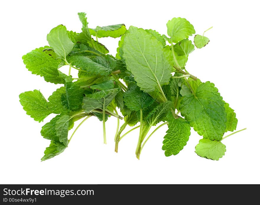 Fresh lemon balm herb isolated on white background