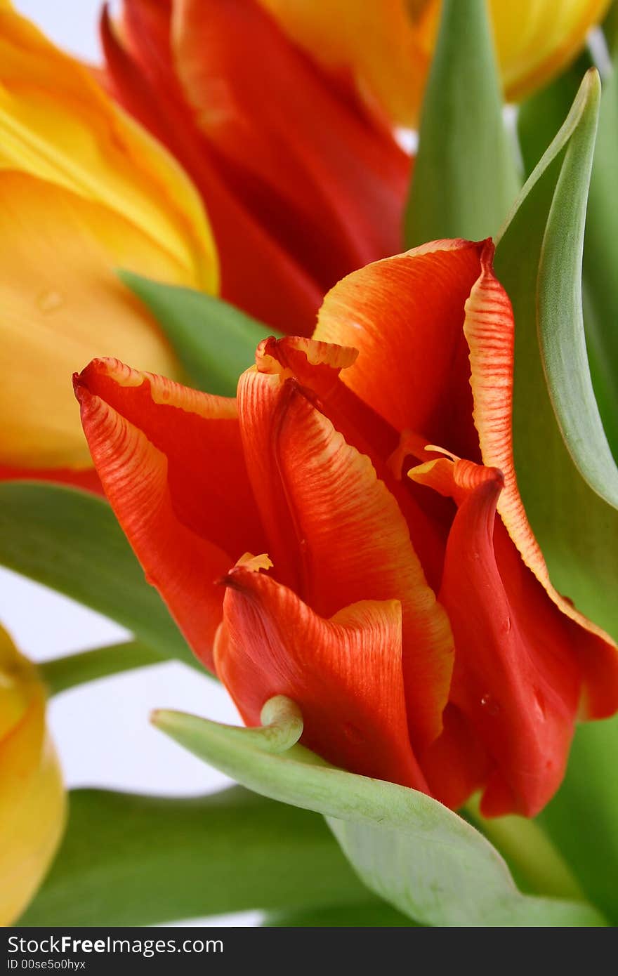 Yellow and red tulips isolated on white