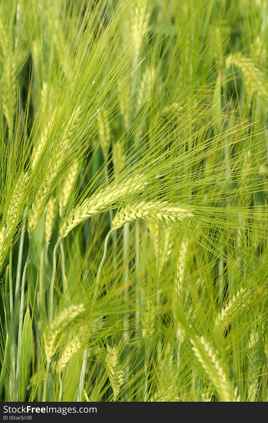 Close up of green wheat