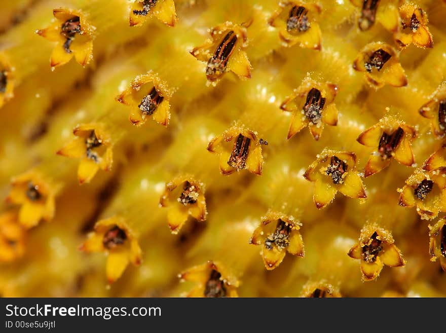 Sunflower pollen