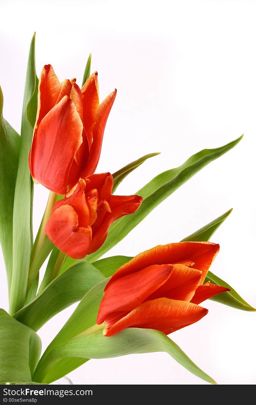 Red tulips isolated on white