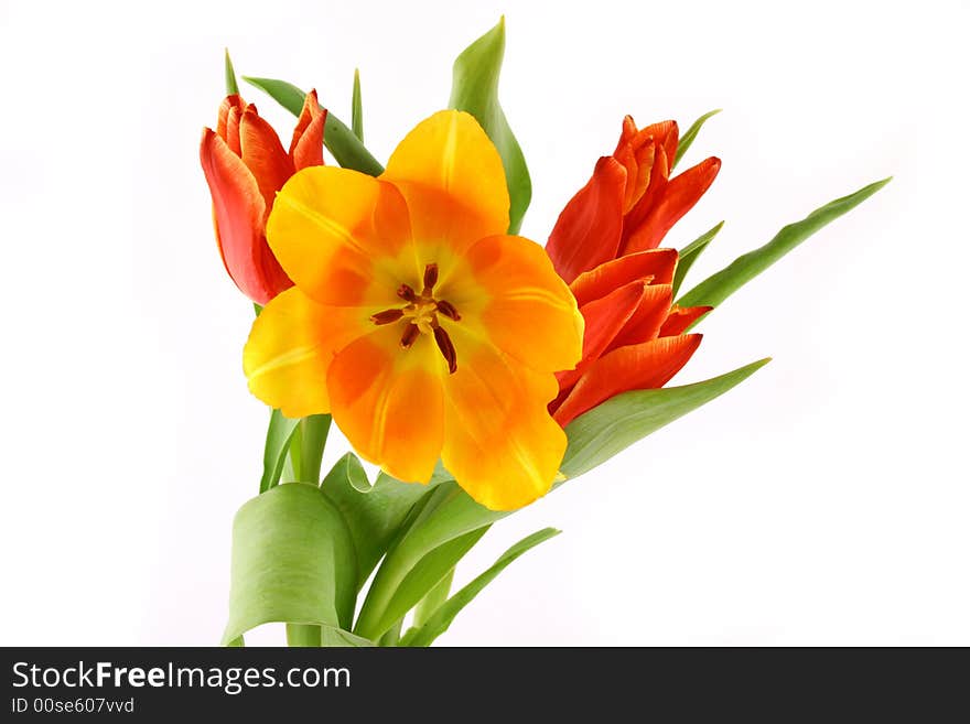 Red tulips isolated on white