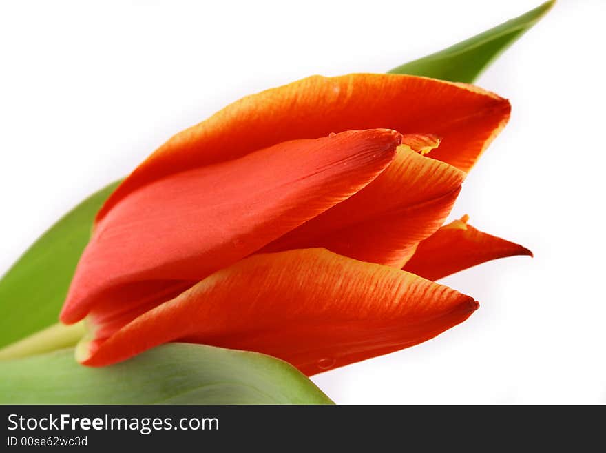 Red tulips isolated on white