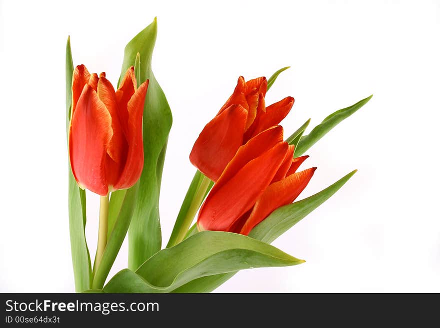 Red tulips isolated on white