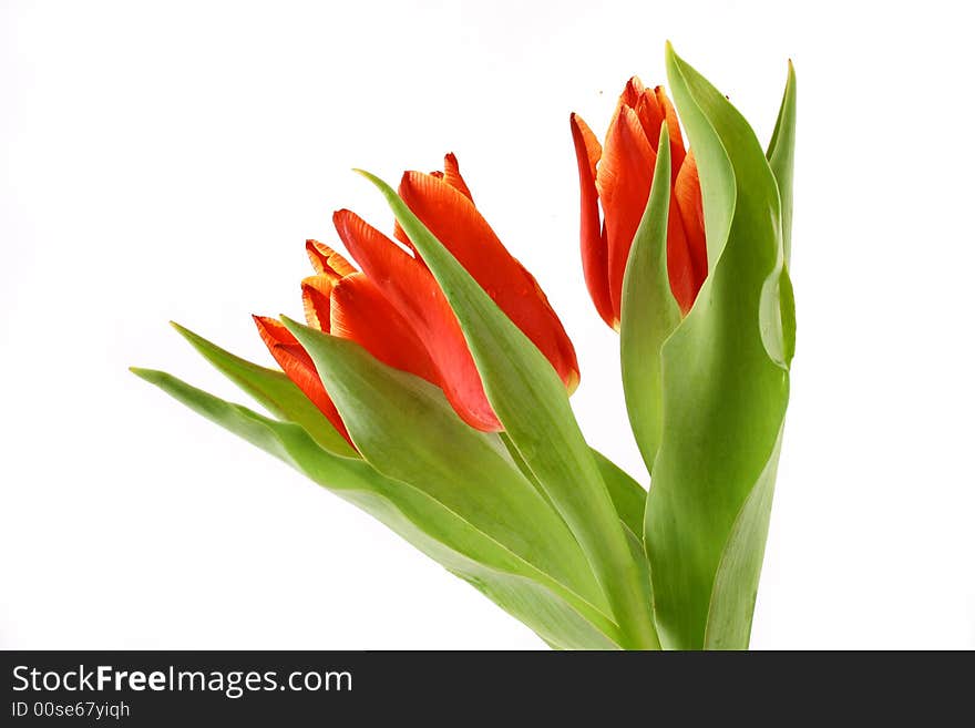 Red tulips isolated on white