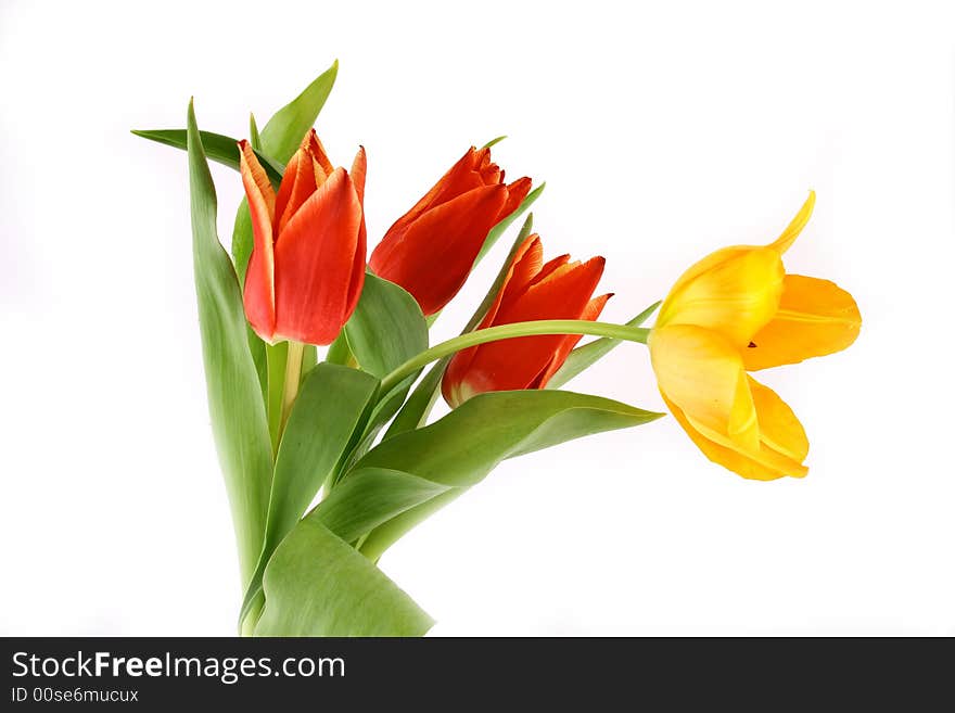 Red tulips isolated on white