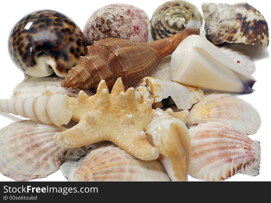 Stack of assorted seashells isolated on white