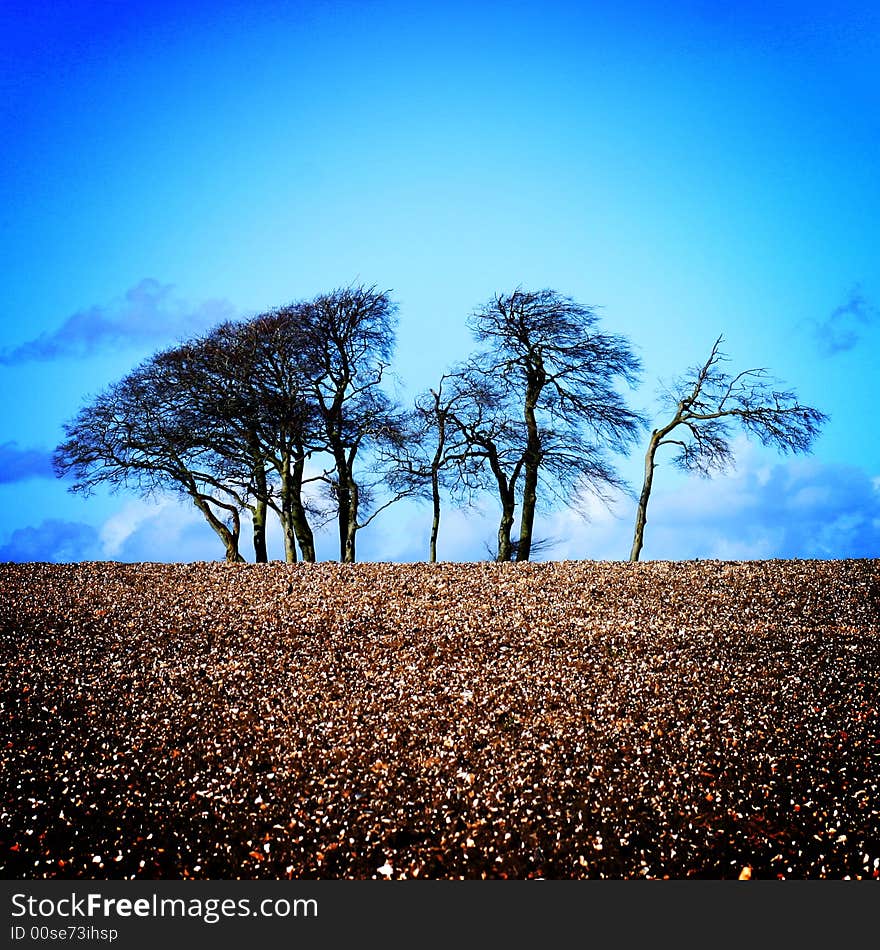 Tree's in a freshly ploughed field in autumn. Tree's in a freshly ploughed field in autumn