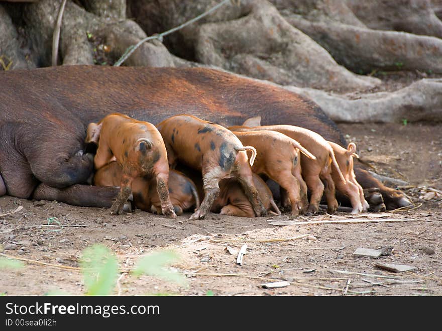 Hungry little pigs eating from their mother