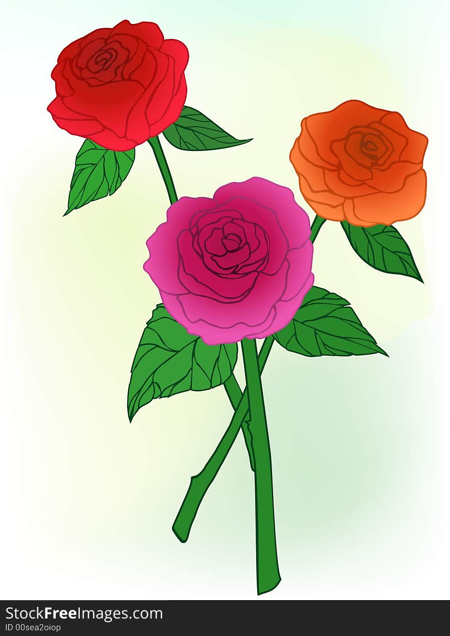 Illustration of blooming rose flowers. Illustration of blooming rose flowers.