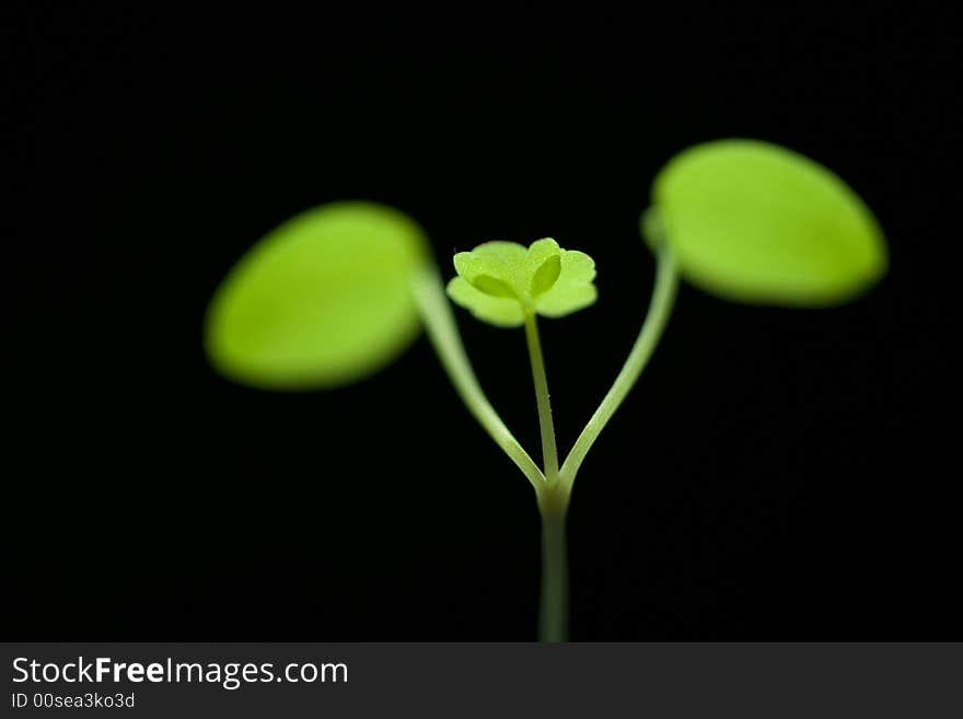 Green sprout was growing in spring. Green sprout was growing in spring