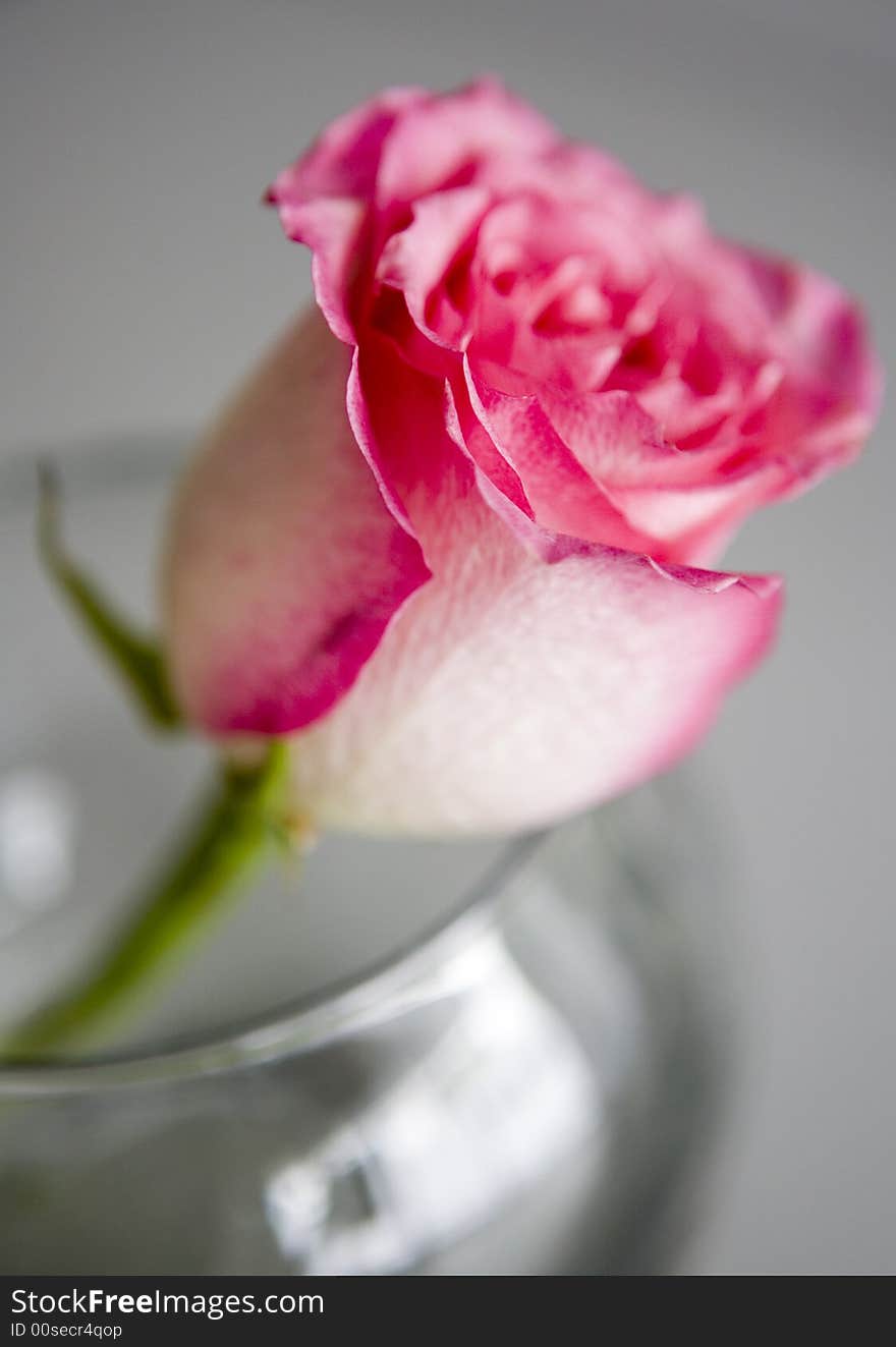 Rose For A Lady