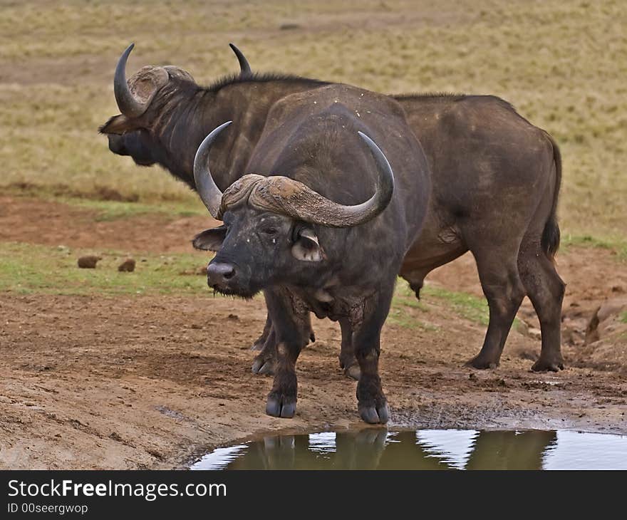 Two old Buffalo Bulls together at a waterhole. Two old Buffalo Bulls together at a waterhole