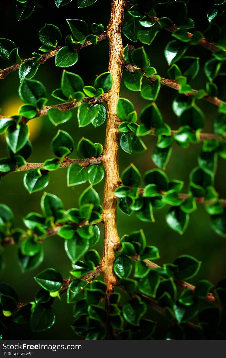 Some leaves on a sunny day