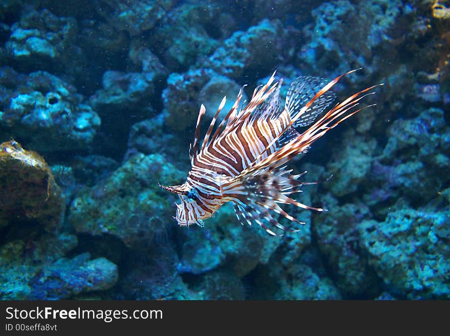 Lion fish by a reef.