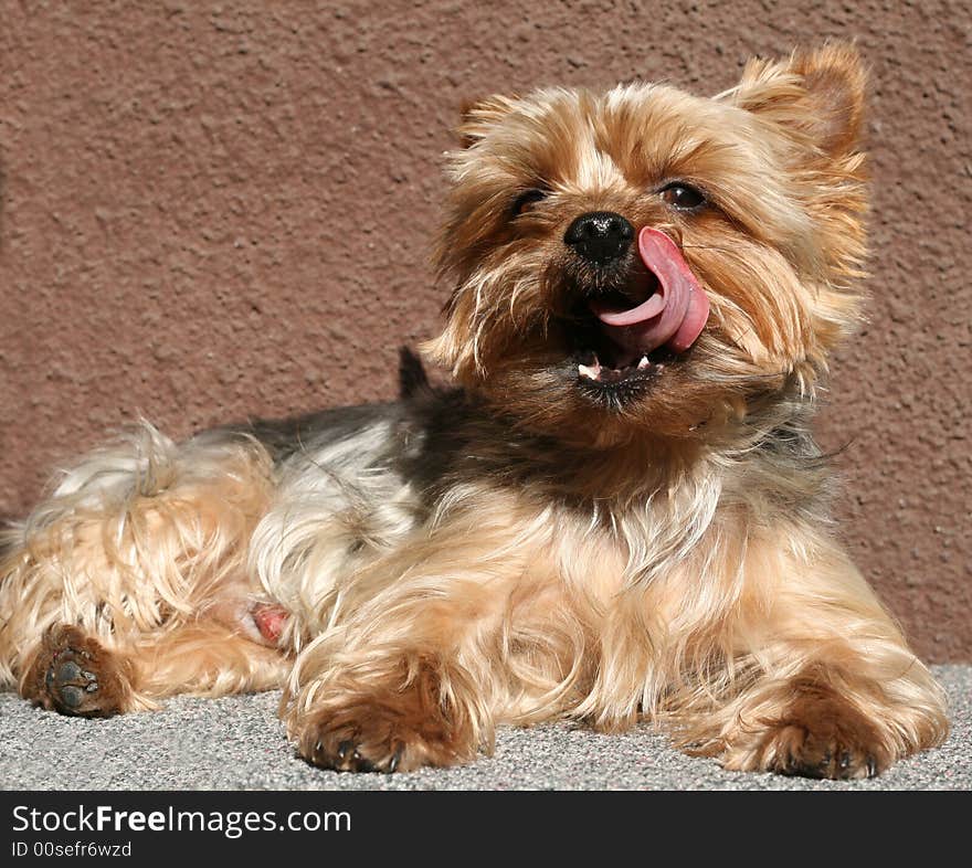 A small dog is licking, relaxation. A small dog is licking, relaxation