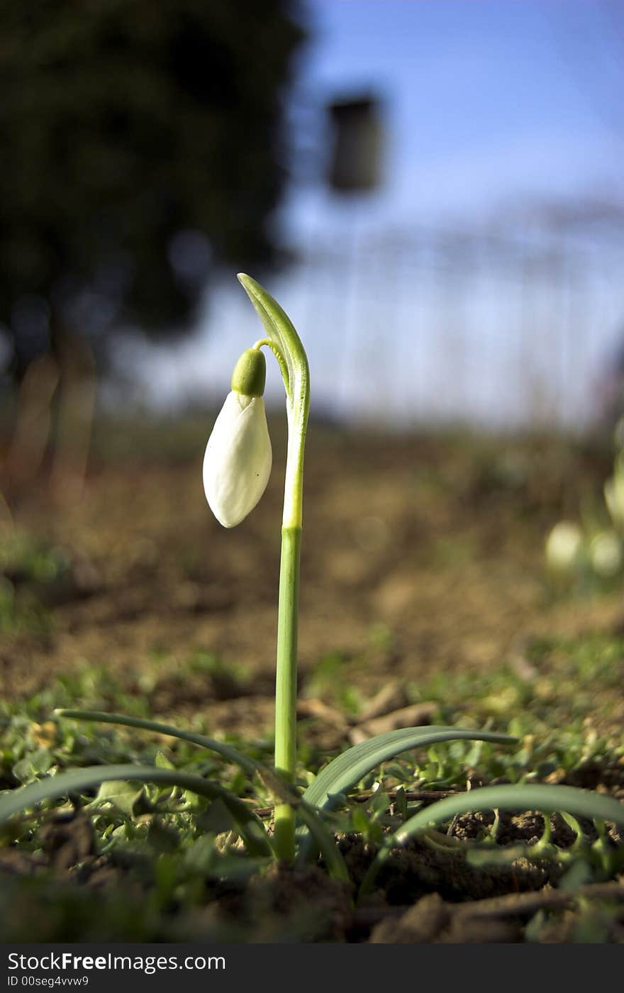 Snowdrop