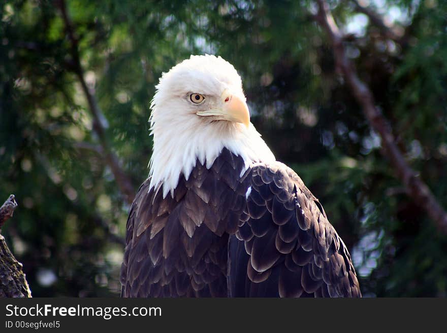 Portrait of a bald eagle on a summer day