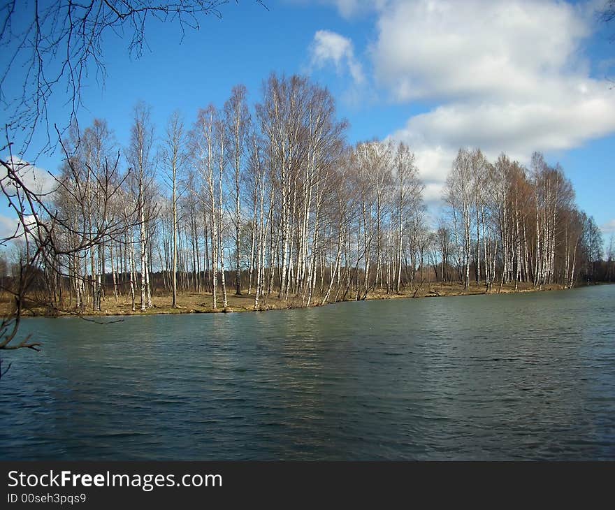 Trees On Coast