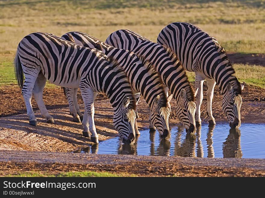 Zebra Group Drinking