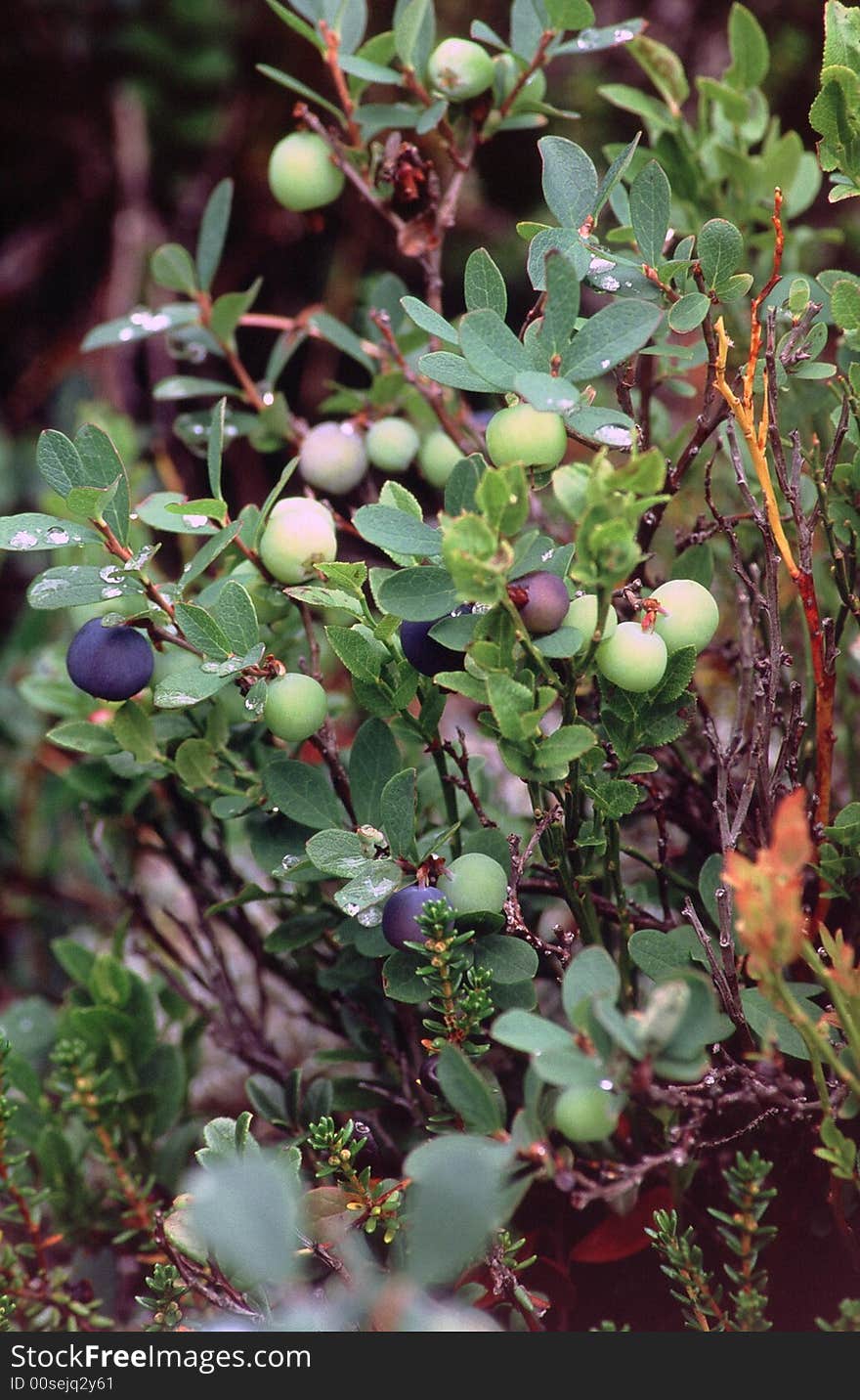 Plant blueberries on the Italian Alps