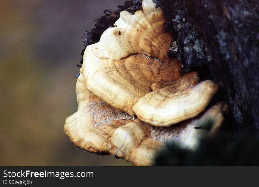 White fungus that grows on tree trunks. White fungus that grows on tree trunks