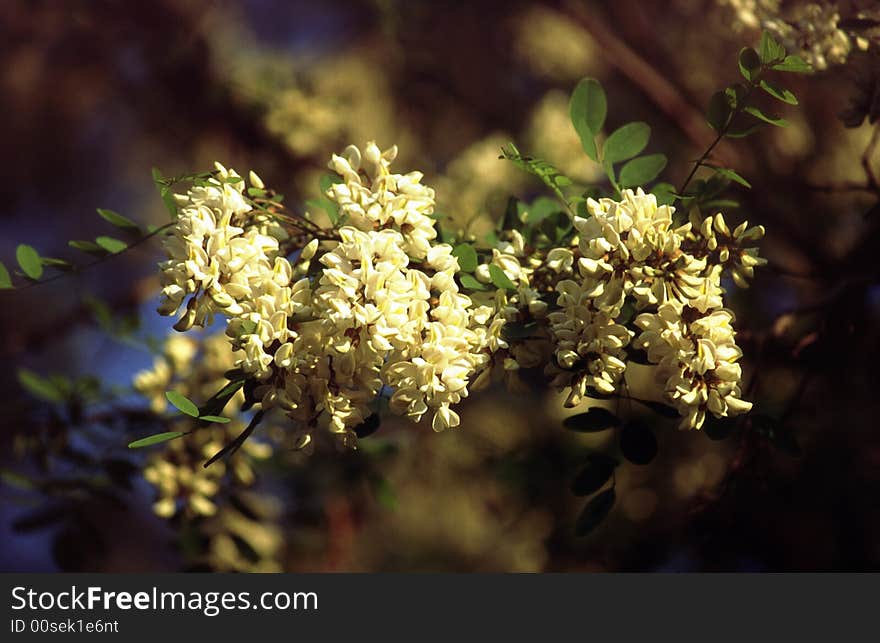 White Flowers