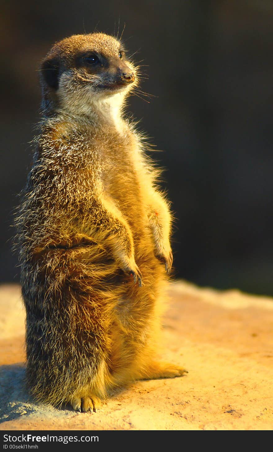 Slender-tailed Meerkat (Suricata suricatta) in a zoo. The animal enjoys the warmth under a lamp.